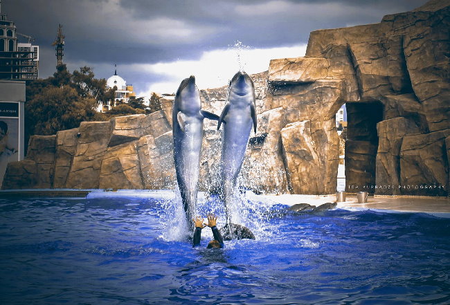 حجز عرض الدلافين DOLPHINARIUM في جورجيا